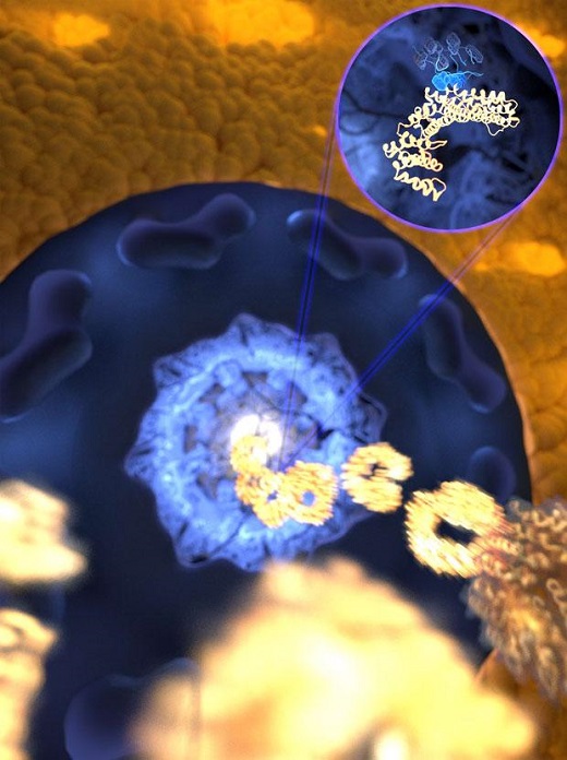 CAPTION The ultrafast and yet selective binding allows the receptor (gold) to rapidly travel through the pore filled with disordered proteins (blue) into the nucleus, while any unwanted molecules are kept outside. CREDIT Mercadante /HITS