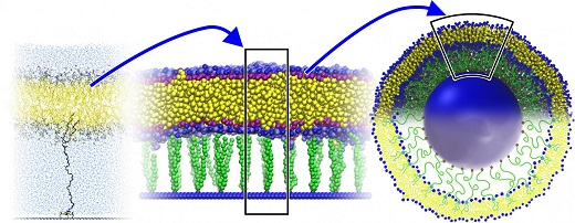 CAPTION A liposome, stabilized by anchoring its membrane to a solid cord with polymeric tethers, could provide a more stable carrier for nanoparticles.