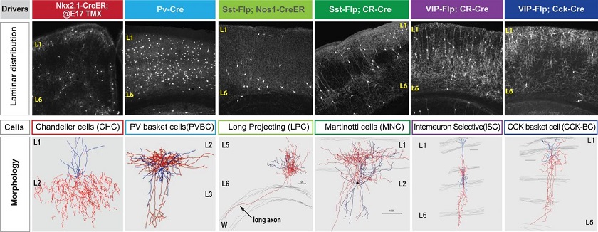 CAPTION Patterns of cell-to-cell communication are the core feature that makes possible rigorous distinctions among neuron types across the mouse brain. This discovery by CSHL researchers was made through analysis of the gene activity profiles of these 6 known inhibitory cell types. CREDIT Huang Lab, CSHL