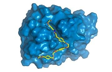 PETase is shown in blue, with PET chain (yellow) bound to active site, where it will be degraded.
