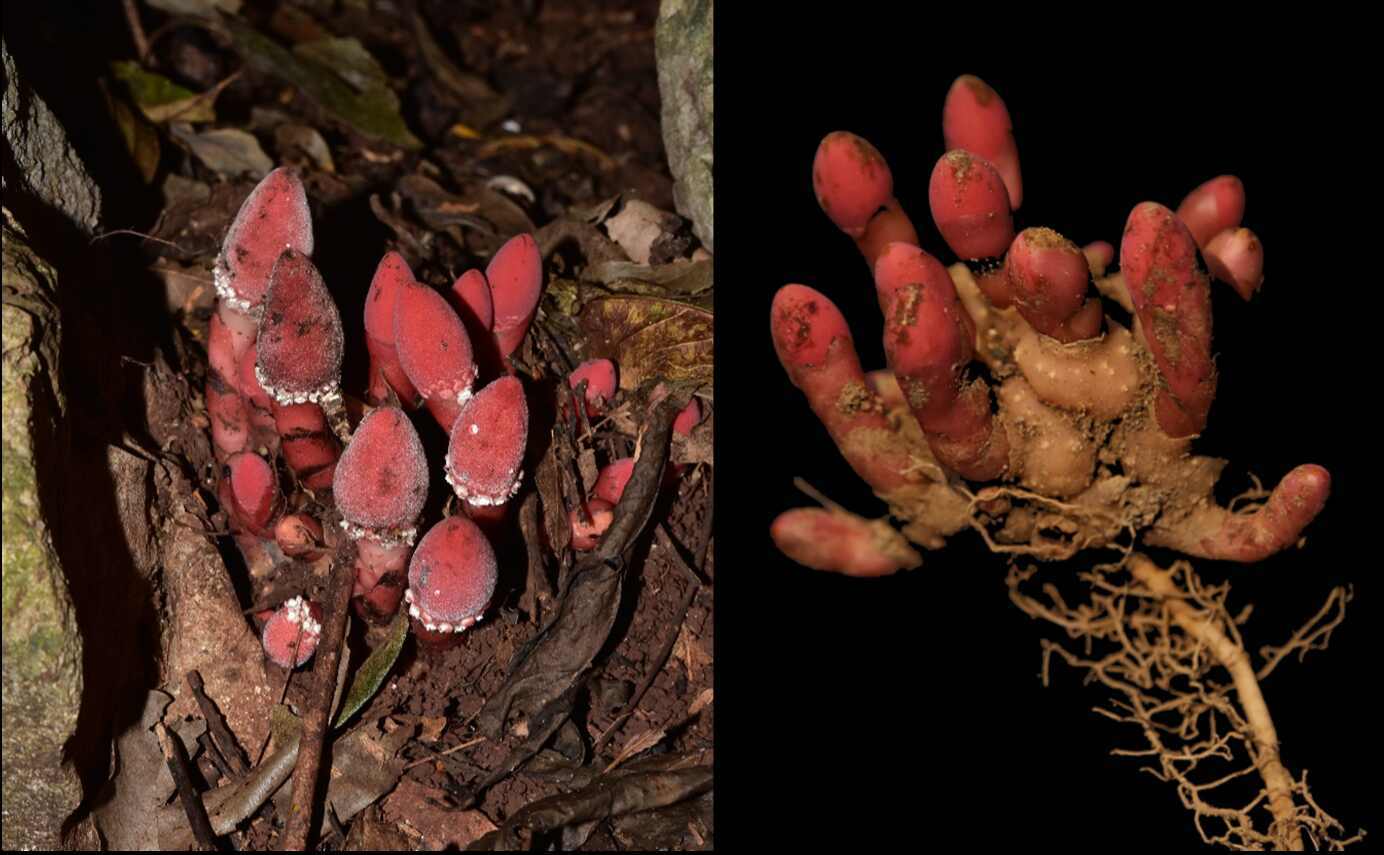 Left: the morphology of Balanophora subcupularis and their habits. (Photo by Ze Wei, Plant Photo Bank of China) Right: the above-ground tissues (mainly flower stem and inflorescence), below-ground named tubers, and the root of the host. (Photo by Xiaoli Chen, BGI-Research)
