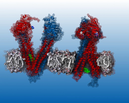 CAPTION Verapamil (green blob), inhibits the P-gp pump. Until now, the workings of the pump could not be observed so researchers didn't know exactly where Varapamil 'binds' in P-gp. SMU researchers report that their simulation reveals the binding sites. CREDIT James McCormick