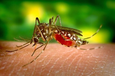 Zika virus could cost US billions