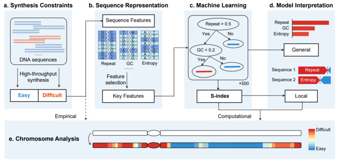A, Collection of the DNA sequences obtained from high-throughput synthesis. The sequences were classified into easy-to-synthesize (blue) or difficult-to-synthesize (red). B, Graphical representations of DNA sequences: repeat, GC content, information entropy and other types of features. Key features were identified from these sequence features by machine learning methods. C, The XGBoost algorithm utilized to build the classification model and calculate the S-index. D, Methods used to interpret the model. The feature contributions were quantified according to the global importance scores and local SHAP explanations. e, Application of the S-index on a specific chromosome. The heatmap indicates the synthesis difficulties for the different fragments, which range from difficult (red) to easy (blue). The white sequences indicate the unanalyzed chromosome sequence.