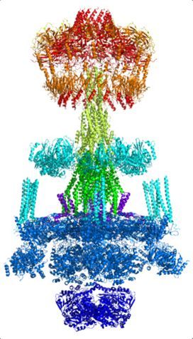 The 3D structure of T4SS