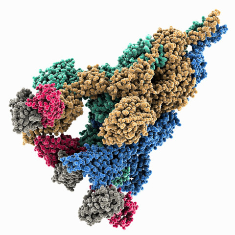 The spike caption of SARS-CoV2, the virus that causes COVID-19. RIKEN researchers have found that the D614G mutation restructures the Spike protein toward a state that is primed for infecting cells. © LAGUNA DESIGN/SCIENCE PHOTO LIBRARY