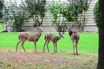 White-tailed deer were among the high-risk species flagged, and are commonly found in close proximity to people. White-tailed deer were recently confirmed for infection and onward transmission to other deer.  CREDIT Photo by slgckgc via Flickr. Attribution 2.0 Generic (CC BY 2.0)
