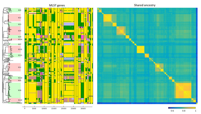 Mosaic pneumococcal population structure caused by horizontal gene transfer is shown on the left for a subset of genes. Matrix on the right shows a genome-wide summary of the relationships between the bacteria, ranging from blue (distant) to yellow (closely related). Photo: Pekka Marttinen.