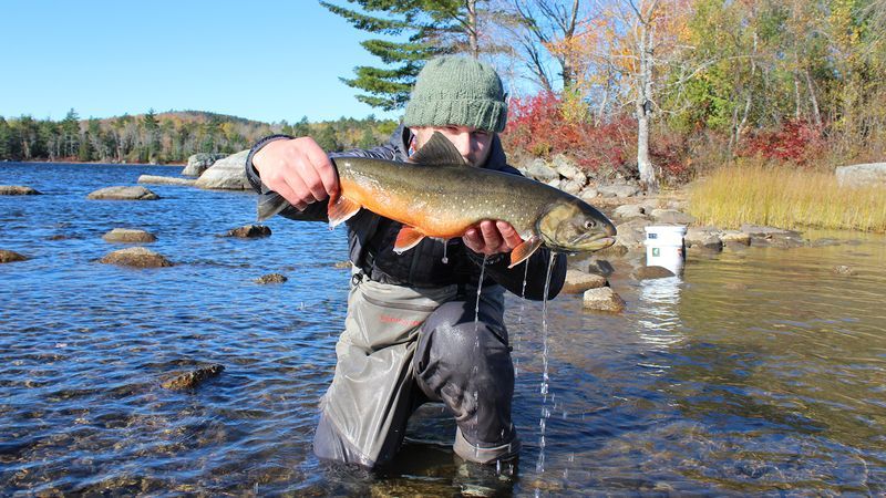 Photo of former University of Maine graduate student Mitch Paisker releasing a female Arctic charr that was captured, tagged and measured back into Floods Pond in 2018.
