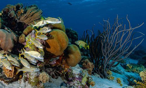 A UBCO researcher has created a modelling program that can help scientists plan for the restoration and conservation of coral reefs impacted by climate change. Photo credit: Jean-Philippe Maréchal.