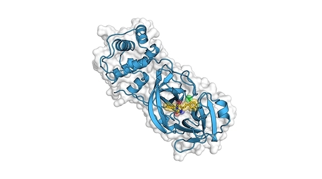 The image shows a model of the coronavirus enzyme.  Photograph: Andreas Luttens