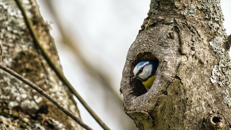 According to the study, the number of species in breeding birds (here: a blue tit) increased in the observation data, but this could only be a temporary trend. Photo: Pexels/Sony Dude