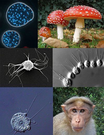 Animals and fungi are members of the same extended family, called a eukaryotic supergroup. (Photo: Wikipedia)