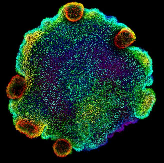 Confocal microscopy image of nuclei, coloured by depth, of Trichoplax sp. H2, one of the four species of placozoan for which the authors of the study created a cell atlas for. Credit: Sebastian R. Najle