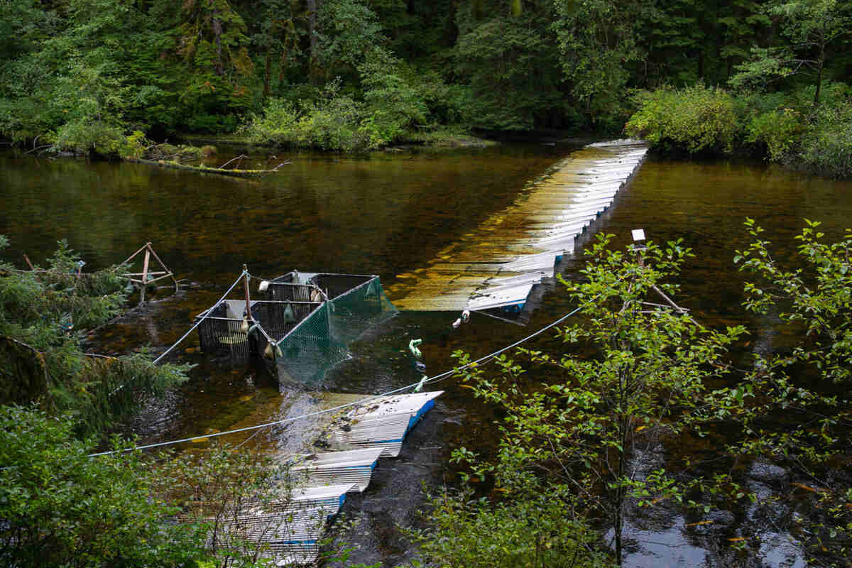 A weir on the Koeye River is one location where Wild Salmon Center is partnering with First Nations to pilot the Salmon Vision technology. (PC: Olivia Leigh Nowak/Le Colibri Studio.)