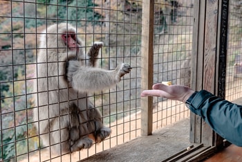 The model predicted high zoonotic capacity for macaques, which are commonly traded and kept in zoos where there are many opportunities for close contact with people.  CREDIT Photo by Leng Cheng via Flickr.