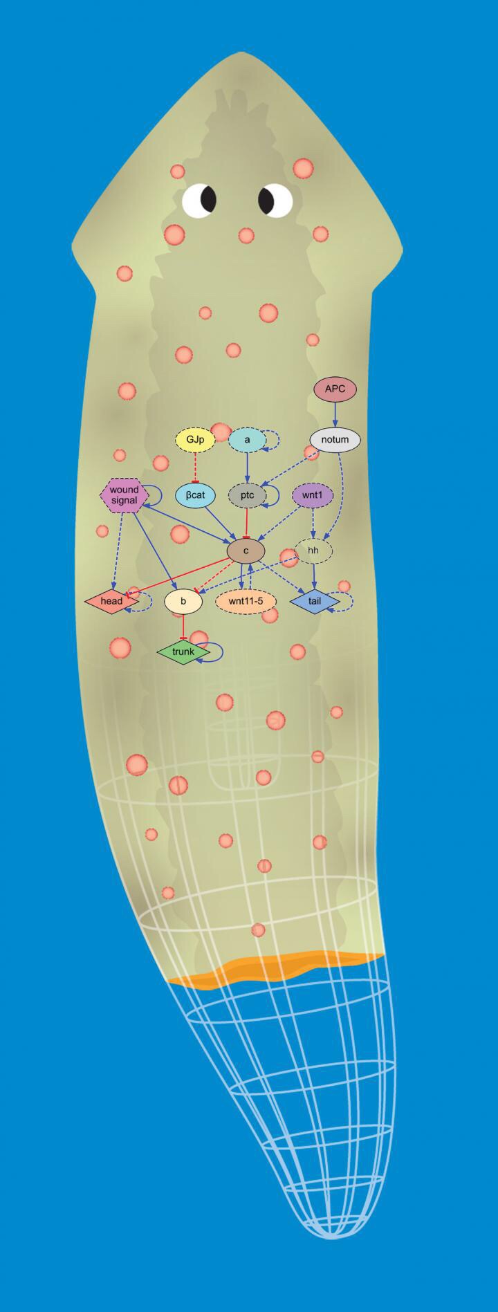 Planaria algorithmic is shown.