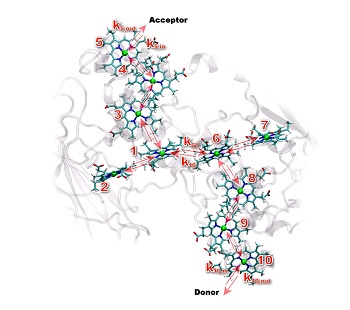 Hugging hemes help electrons hop