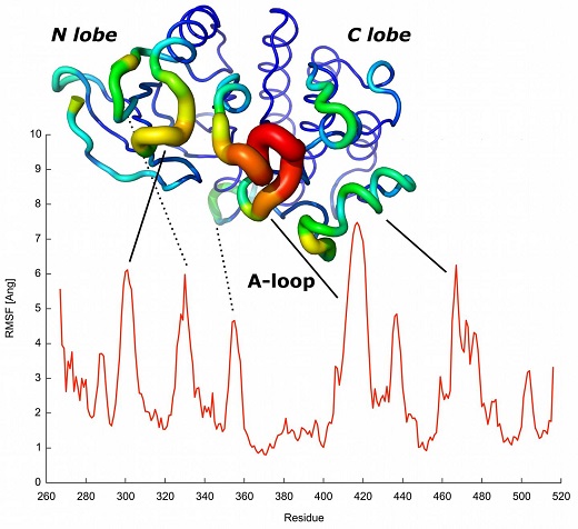 CAPTION The predicted profile for the conformational dynamics of the tyrosine kinase family is shown. Regions highlighted in red correspond to important structural elements involved in protein activation.