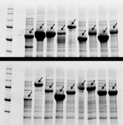 CAPTION After swapping pieces of genetic code in repeating protein recipes, researchers were able to scramble them enough to be commercially synthesized. The dark bands are indicators of 18 repeating polypeptides successfully being fabricated. CREDIT Nicholas Tang, Duke University