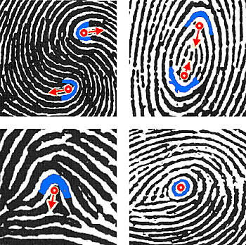 These examples of the new standards Extended Features Set show forensic scientists how to mark core locations (clockwise from from top left) for a double loop whorl, plain whorl, central pocket loop whorl and tented arch.