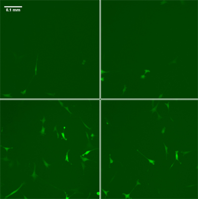 Time lapse fluorescence images of a cell culture (clockwise from top left, start - 14 hours - 28 hours - 42 hours) reveal how the expression of a particular gene in the culture varies not only from cell to cell, but with time. Credit: Halter/NIST