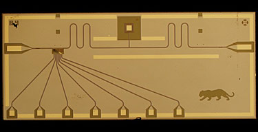 Micrograph of a quantum bus device similar to the one measured for this experiment. Note the Princeton tiger is 1 mm from head to tail. The spin-orbit qubits are located at the nexus of the seven gate electrodes. Credit: K. Petersson/Princeton