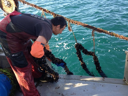 CAPTION Bernard Friedman of Santa Barbara Mariculture hauls in a line of mussels at his aquaculture farm off the coast of southern California.  CREDIT Rebecca Gentry