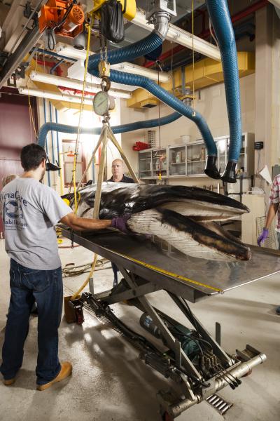 The research team weighed and measured the minke whale in preparation for its CT scan.