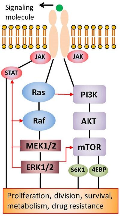 Cell growth is a highly regulated process in healthy tissues; however, this process is deregulated in cancer cells, enabling them to continually grow to form tumors. This growth is driven by signaling through several signaling pathways. Identifying these pathways presents attractive new targets for treatment with specific molecular inhibitors that are far less toxic to patients than conventional chemotherapy drugs. However, studies have shown that cancer cells can develop resistance to the inhibitor drugs by activating an alternative signaling pathway to facilitate their growth. This feedback signaling renders patients non-responsive to the cancer drug. Recent efforts to block the activity of two pathways by the simultaneous use of two inhibitors were somewhat successful against tumors, but they generated excessive toxicity to patients and, as a result, clinical trials had to stop.