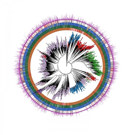 The image below represents the 'human microbiome tree of life' which includes the thousands of new species that were discovered in this work. It is thus a representation of the total diversity of the human microbiome across human populations, age, conditions, and body sites that is described in the article. The image was generated by an open source software written by the authors and the image can be freely used.