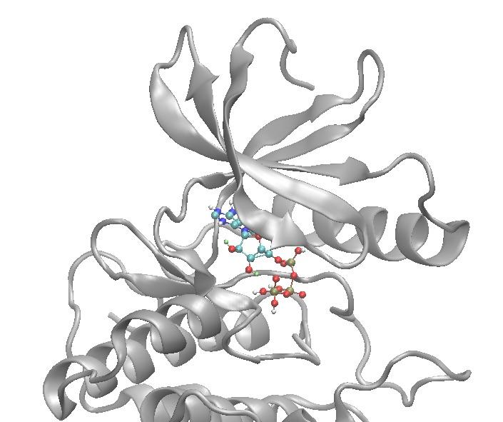 CAPTION This is a model of the active human MEK1 bound to ATP.  CREDIT Kimberly Sabsay