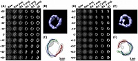 3-D images from a single particle (A) a series of images of an ApoA-1 protein particle, taken from different angles as indicated. A succession of four computer enhancements (projections) clarifies the signal. In the right column is the 3-D image compiled from the clarified data. B) is a close-up of the reconstructed 3-D image. C) Analysis shows how the particle structure is formed by three ApoA-1 proteins (red, green, blue noodle-like models)