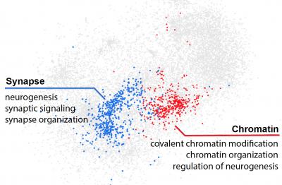 Genes predicted to be disrupted by regulatory mutations in people with autism tended to be involved in brain cell functioning and fell into two categories. One category relates to synapses, communication hubs between neurons, and the other relates to chromatin, the highly structured form of DNA and proteins required for proper gene expression from chromosomes.