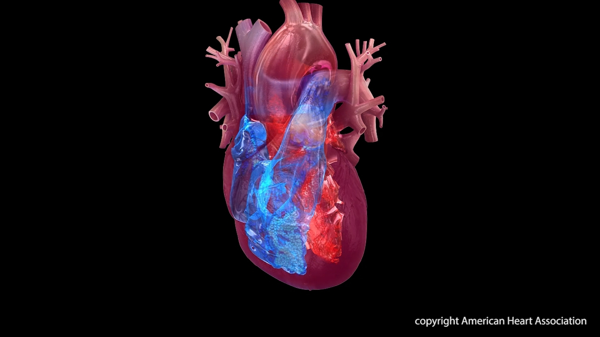 AI can accurately detect heart valve disease, predict cardiovascular risk, aid early detection, prevention