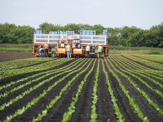 CAPTION Transplanting lettuce at G's Growers plantation field, near Ely, UK.  CREDIT G's Growers