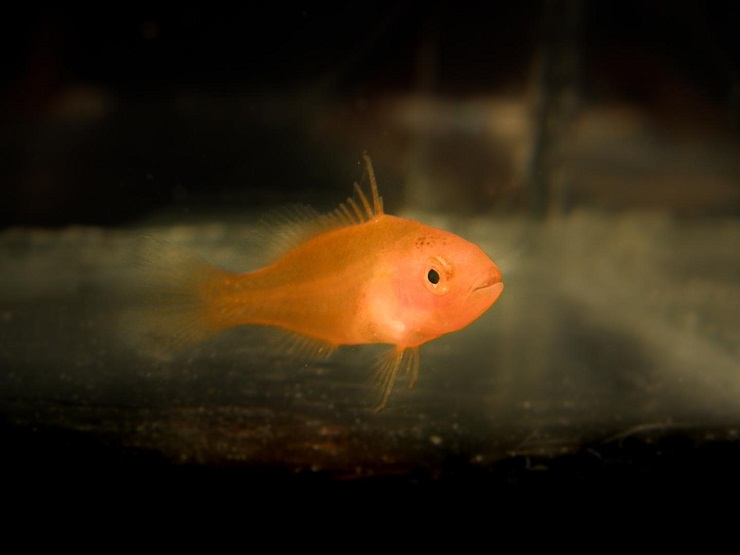 CAPTION Scientists create the world's first computer model that can accurately predict where baby coral trout travel and settle on the Great Barrier Reef. The model was validated by in-depth fieldwork, and will be used by managers who decide which areas need the most protection to ensure future adult fish populations.  CREDIT Dr. Colin Wen