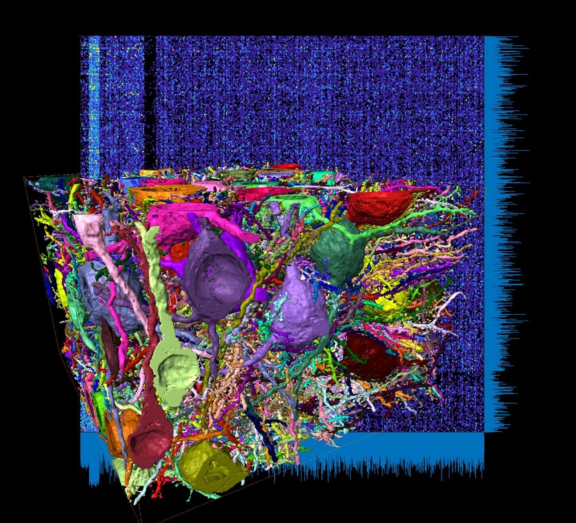 CAPTION Dense connectome from the mouse cerebral cortex, the largest connectome to date.  CREDIT Reprinted with permission from A Motta et al., Science DOI:http://science.sciencemag.org/lookup/doi/10.1126/science.aay3134 (2019)