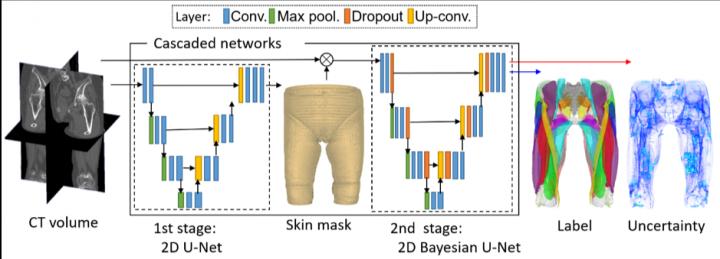 CAPTION Muscle segmentation from CT volume using Bayesian U-net. Skin mask is obtained using conventional U-net during the first stage, and then Bayesian U-net is utilized to assign a muscle label as well as uncertainty to each pixel.  CREDIT Yoshinobu Sato