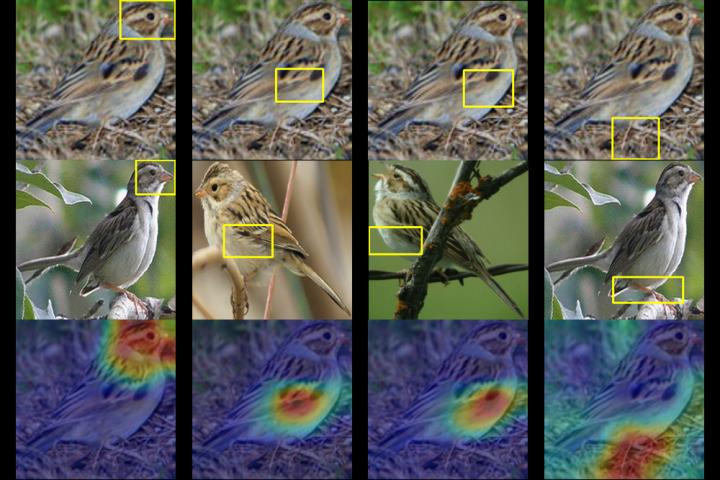 CAPTION A Duke team trained a computer to identify up to 200 species of birds from just a photo. Given a photo of a mystery bird (top), the A.I. spits out heat maps showing which parts of the image are most similar to typical species features it has seen before.  CREDIT Chaofan Chen, Duke University