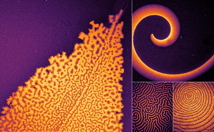 Different patterns formed by the team's minimal biochemical interaction networks. The modular replacements for MinE create this diverse set of patterns when co-reconstituted with MinD on membranes.