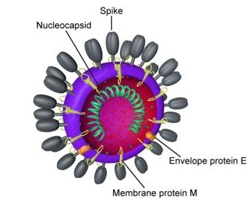 CAPTION The virus structure is made up of at least three viral proteins, the spike protein, the membrane protein and the envelope protein.  CREDIT From Mechanisms of Coronavirus Cell Entry Mediated by the Viral Spike Protein Belouzard et al, https://www.ncbi.nlm.nih.gov/pmc/articles/PMC3397359/