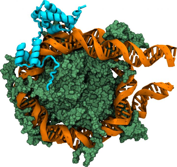 CAPTION The pioneer transcription factor Oct4 (blue) binds to the nucleosome (a complex of proteins (green) and the DNA (orange) wrapped around these proteins).  CREDIT Jan Huertas and Vlad Cojocaru, ©MPI Münster, ©Hubrecht Institute