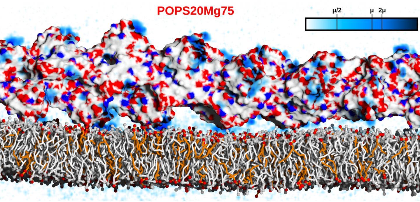 CAPTION Simulation of actin-binding to the lipid membrane with negatively charged lipids (orange). Blue color indicates calcium concentrations.  CREDIT S-J Marrink, University of Groningen