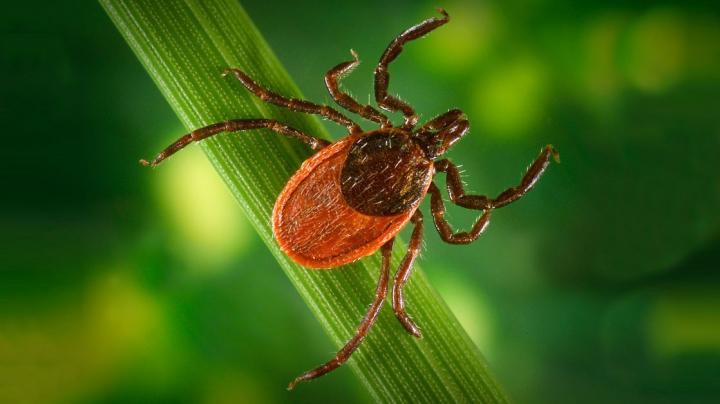 A data model developed by Columbia researchers showed about 162 U.S. counties may have Lyme disease cases not yet been reported to the CDC.