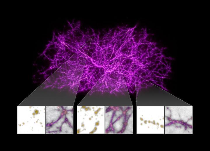 CAPTION Astronomers have designed a supercomputer algorithm, inspired by slime mould behavior, and tested it against a computer simulation of the growth of dark matter filaments in the Universe. The researchers then applied the slime mould algorithm to data containing the locations of over 37 000 galaxies mapped by the Sloan Digital Sky Survey. The algorithm produced a three-dimensional map of the underlying cosmic web structure.  CREDIT NASA, ESA, and J. Burchett and O. Elek (UC Santa Cruz)