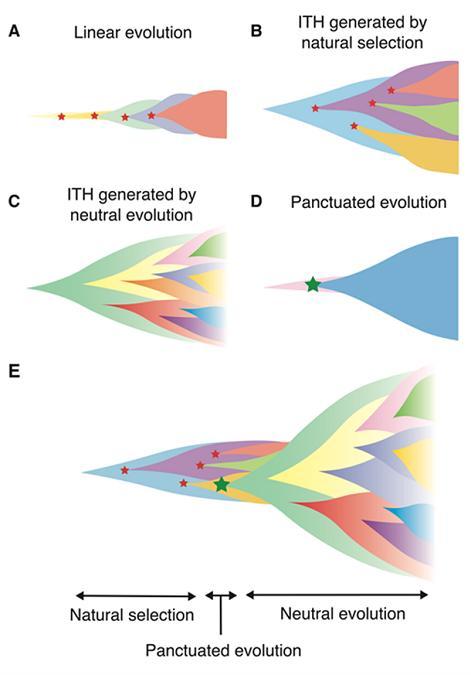 Four main evolutionary modes in cancer. Red stars represent normal driver mutations such as single nucleotide mutations. A green star represents large-scale genetic alterations at the chromosomal or genomic level that produce copy number or structural abnormalities. E) An evolutionary model that explains the temporal shift of the principle generating ITH during colorectal tumorigenesis.