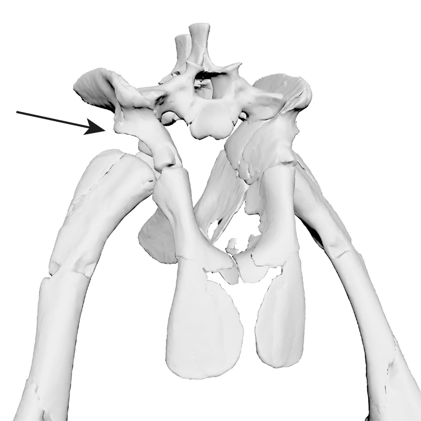 CAPTION This projection of the hip bone above the hip joint is called 