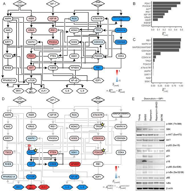 The scientists conducted what is known as an ensemble model simulation to identify molecules that could be targeted to reverse cell senescence. They then used the model to predict the effects of inhibiting PDK1 in senescent cells, and confirmed the results in lab-cultured cells and skin equivalent tissue models.