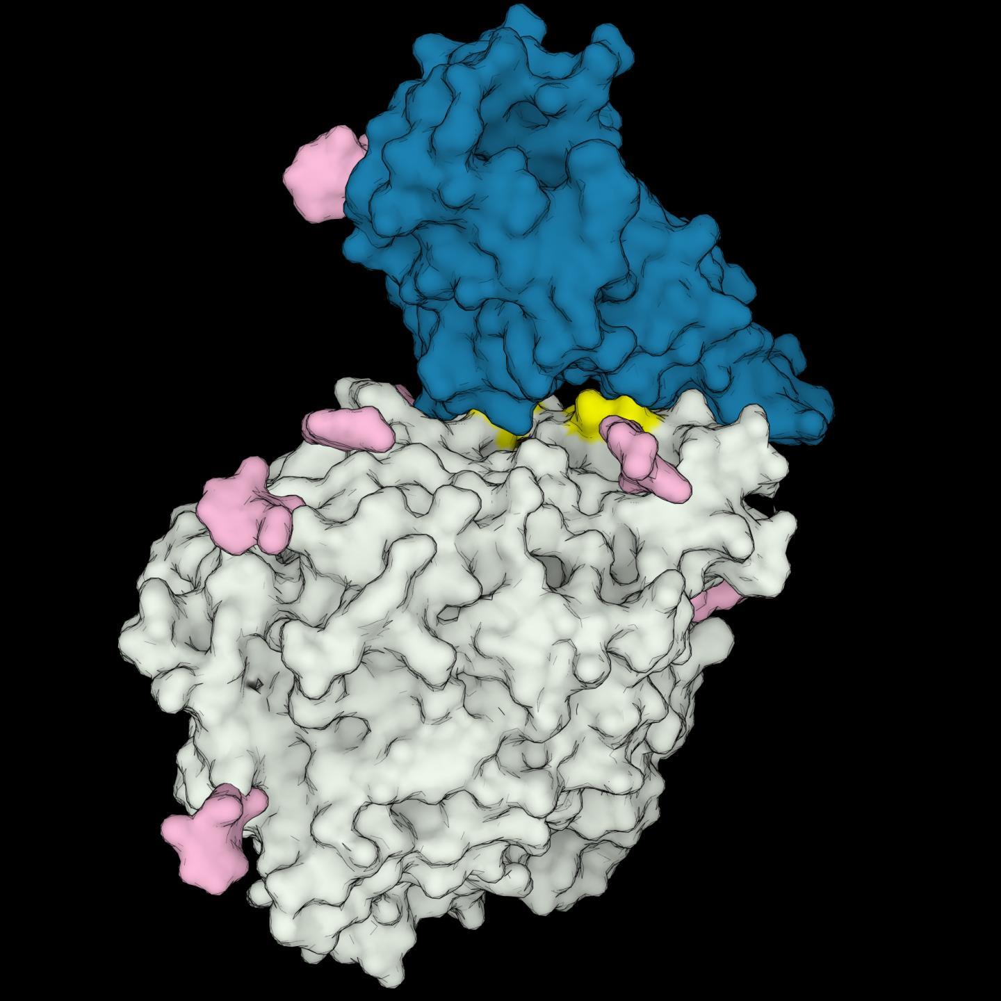 3D structure model of the receptor-binding domain of SARS-CoV-2 (in blue) interacting with the human ACE2 receptor (in gray). Amino acids important to the interaction, which are present only in COVID-susceptible animal species are highlighted in yellow. Sugars bound to the proteins are shown in pink.